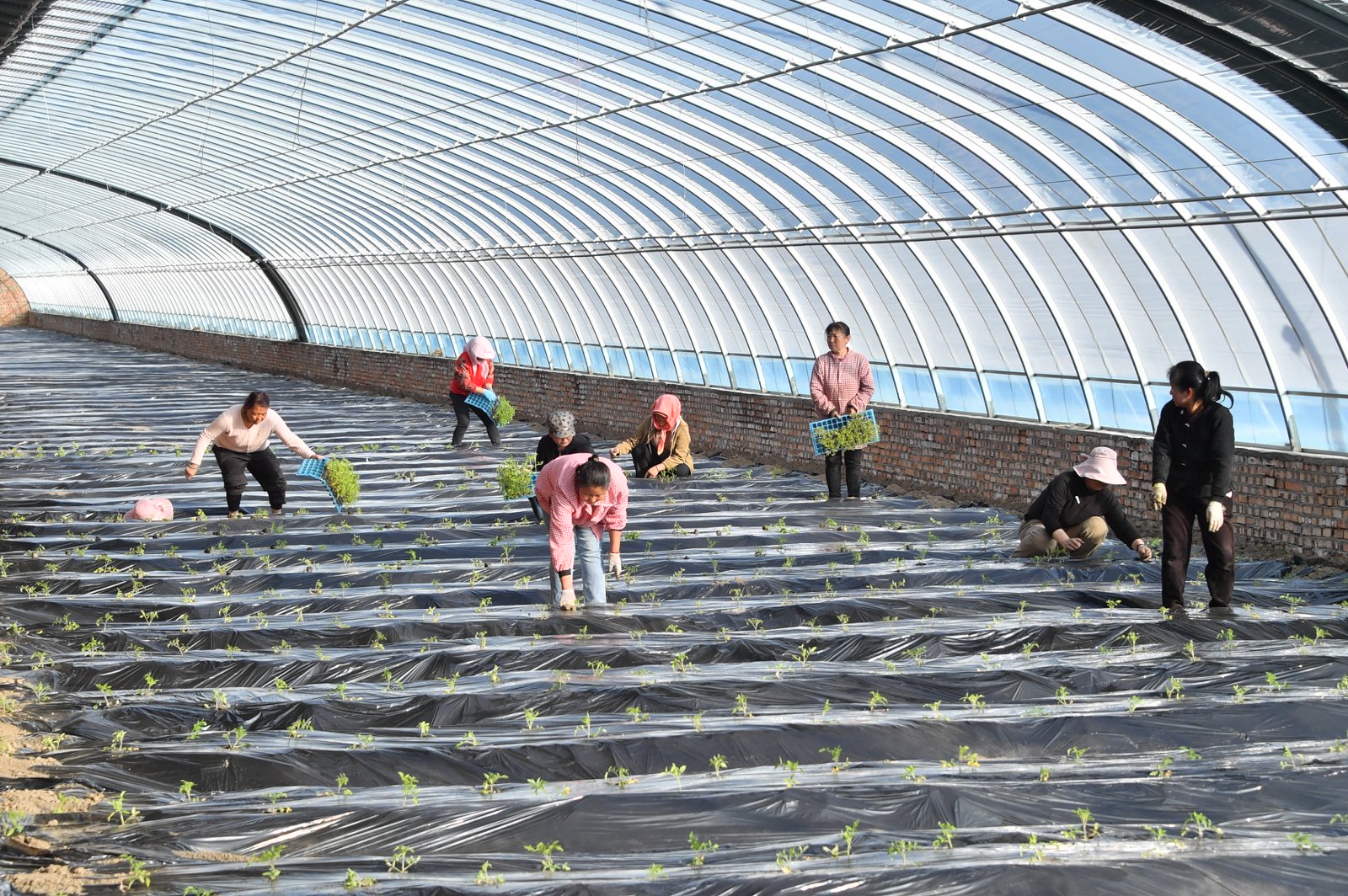 In late spring, workers in the coal mine reclamation greenhouses actively plant seedlings to make the most of the farming season.